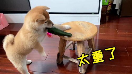 带你吃瓜的狗叫小视频,揭秘网络热梗背后的趣味与思考