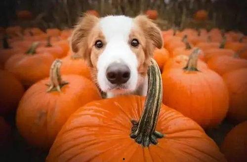 带你吃瓜的狗叫小视频,揭秘网络热梗背后的趣味与思考