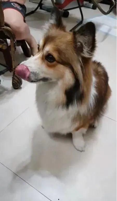 带你吃瓜的狗叫小视频,揭秘网络热梗背后的趣味与思考