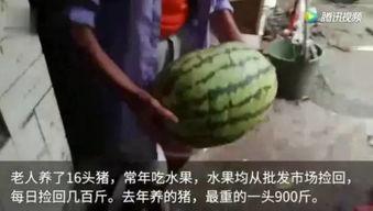 吃瓜视频叫什么,网络热传现象背后的故事