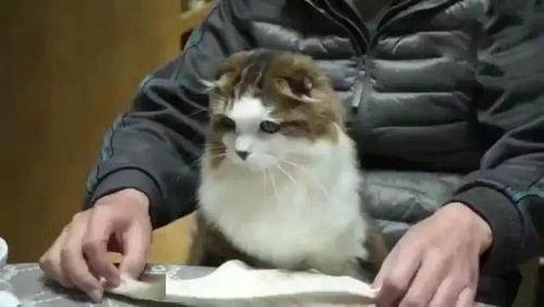 喵咪吃瓜视频,萌态十足，带你领略宠物界的欢乐时光