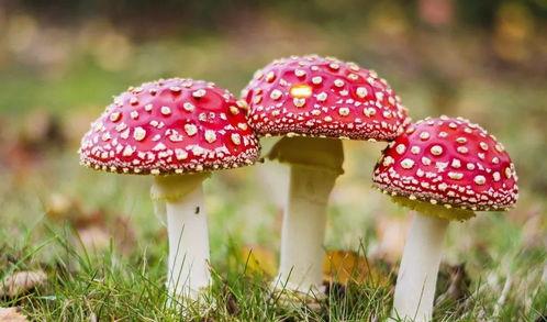 黑料吃瓜蘑菇视频网,带你走进网络八卦世界