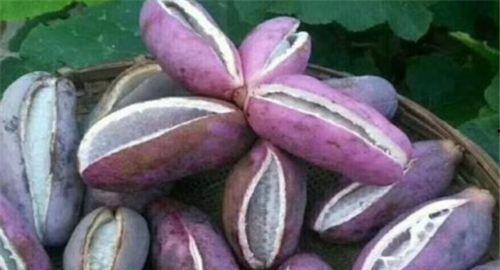 云南妹子吃八月瓜的视频,传统食材新食尚