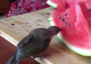 奇葩小鸟吃瓜视频,欢乐瞬间引网友热议