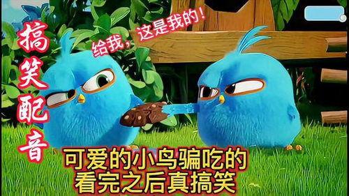 奇葩小鸟吃瓜视频,欢乐瞬间引网友热议