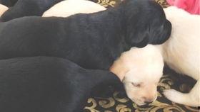 吃瓜姐弟吻小奶狗视频,这是什么神仙组合？