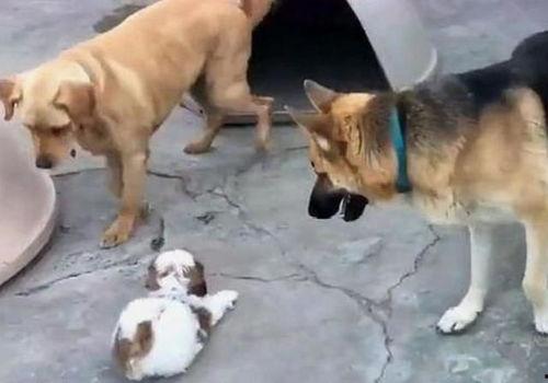 吃瓜姐弟吻小奶狗视频,这是什么神仙组合？