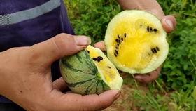 吃瓜推门卡点视频,揭秘视频背后的故事