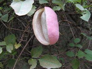 八月瓜吃视频,视频带你领略田园风光与美食之旅