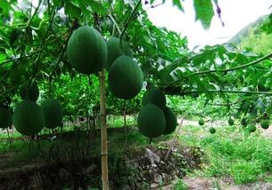 广东人吃吊瓜视频大全播放,广东特色吊瓜视频大盘点