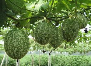 广东人吃吊瓜视频大全播放,广东特色吊瓜视频大盘点