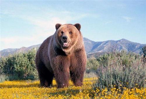 大棕熊吃哈密瓜视频大全,趣味视频大盘点