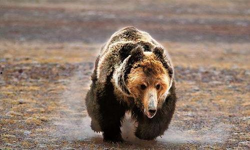 大棕熊吃哈密瓜视频大全,趣味视频大盘点