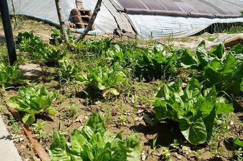 伊犁人吃瓜的视频,一场视觉与味觉的双重盛宴