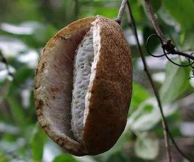 八月瓜是放牛娃吃的吗视频,放牛娃的童年美味回忆