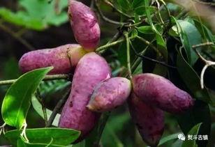 八月瓜是放牛娃吃的吗视频,放牛娃的童年美味回忆