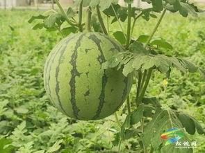 永城吃瓜事件最新进展视频,真相大白，疑云散去