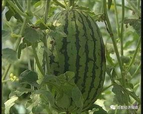 永城吃瓜事件最新进展视频,真相大白，疑云散去