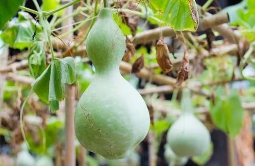 葫芦瓜能干啥吃的呢视频,从家常菜到创意料理