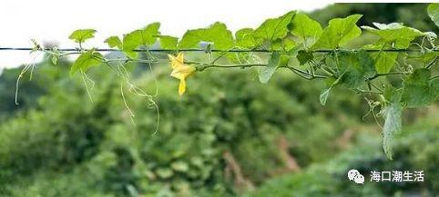 茄瓜叶怎么吃才好吃视频,视频教你轻松烹饪佳肴