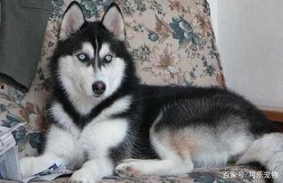 吃瓜哈士奇掉河里了视频,吃瓜群众见证萌宠求生记