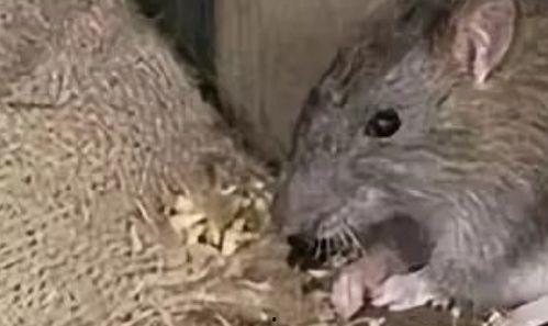 老鼠吃瓜事件视频,一场意外引发的趣味事件