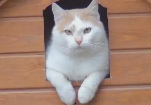 面瓜小猫可以吃吗视频大全,揭秘猫咪专属美食视频大全