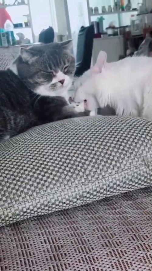 一个猫咪吃瓜视频,萌宠版“瓜王争霸”