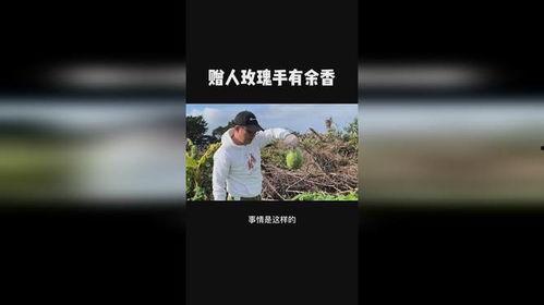 vlog吃不动瓜的视频,吃瓜达人为何吃不动瓜的幕后真相