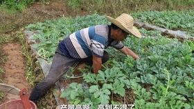 吃瓜视频哪看2000元,吃瓜视频揭秘惊人内幕