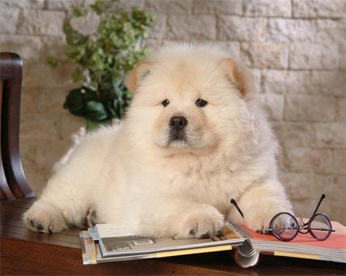 松狮吃哈密瓜视频播放,哈密瓜美食之旅引网友热议