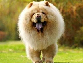 松狮吃哈密瓜视频播放,哈密瓜美食之旅引网友热议