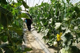 农民怎么吃瓜视频,一场接地气的乡村生活盛宴