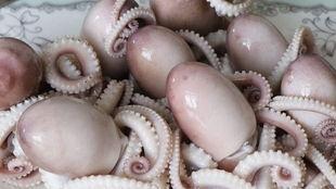 八爪鱼吃小瓜视频,一场海洋生物的生存大戏