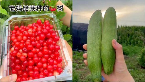 农民家中吃瓜视频,农民家中吃瓜视频展现田园生活风采