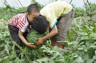 青州历山吃瓜事件视频最新,一场引发热议的乡村美食狂欢