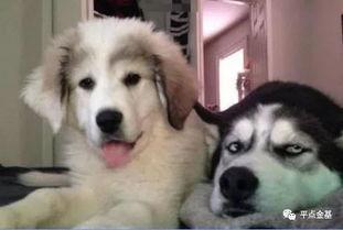 二哈吃瓜群众笑话段子视频,搞笑段子视频集锦