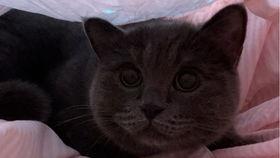 小猫吃瓜的视频有哪些,萌态十足引网友爆笑