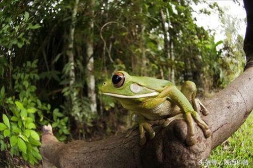 吃瓜蛙视频,揭秘娱乐圈幕后故事