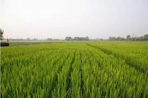 稻田吃瓜写真视频大全图片