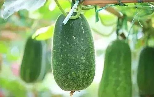 吃瓜解暑小视频,跟随小视频一起吃瓜解暑