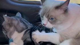 布偶可以吃白瓜吗视频,白瓜的适宜性探讨