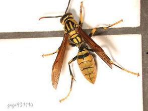 胡蜂会吃树瓜吗视频播放,自然界的捕食者与猎物对决