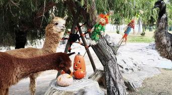 动物围观吃瓜视频,围观奇观，揭秘动物界的“八卦风云”