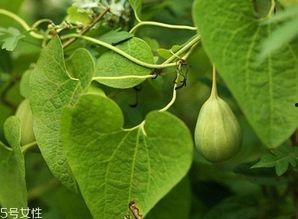 花梢瓜怎么吃最好吃视频,视频教你如何烹饪最佳口感
