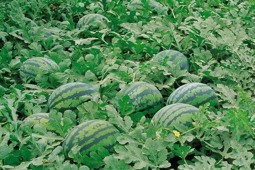 三叶瓜怎么吃才好吃视频,视频教你如何烹饪出最佳口感