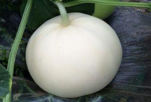 梨瓜幼苗可以吃吗视频,美味与营养的双重惊喜