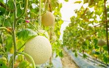 梨瓜幼苗可以吃吗视频,美味与营养的双重惊喜